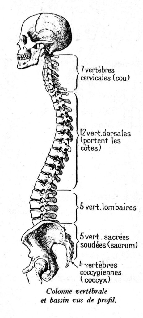 Colonne vertebrale
