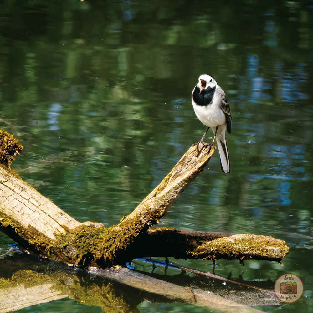 Bergeronette oiseau imiter chanter